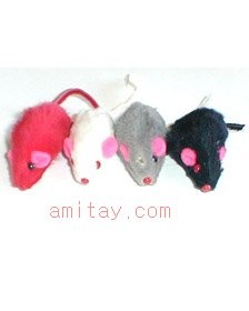 עכבר קטן צבעוני