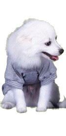 חולצה לכלב עם הכיתוב - SALE